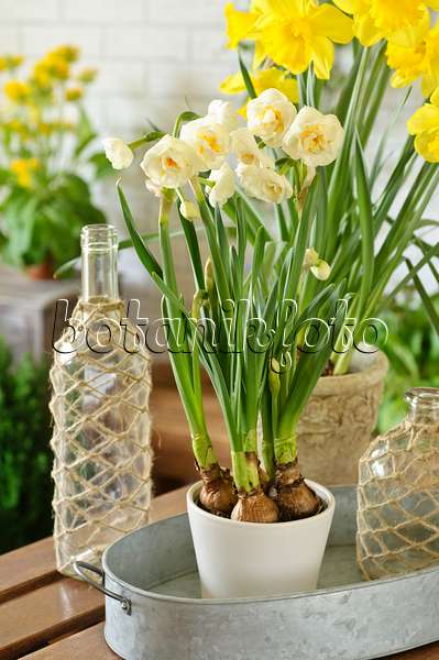 483280 - Narcisse à fleurs doubles (Narcissus Bridal Crown) et narcisse jaune (Narcissus pseudonarcissus)