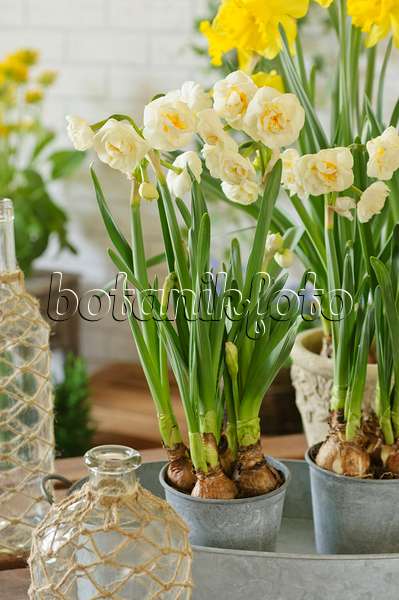 483282 - Narcisse à fleurs doubles (Narcissus Bridal Crown) et narcisse jaune (Narcissus pseudonarcissus)