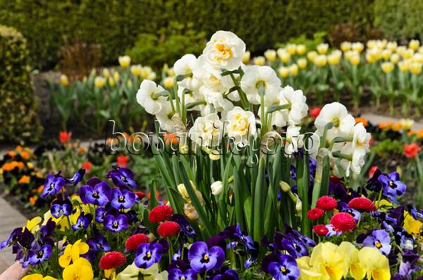 495082 - Narcisse à fleurs doubles (Narcissus Bridal Crown), pensée à corne (Viola cornuta) et pâquerette vivace (Bellis perennis)
