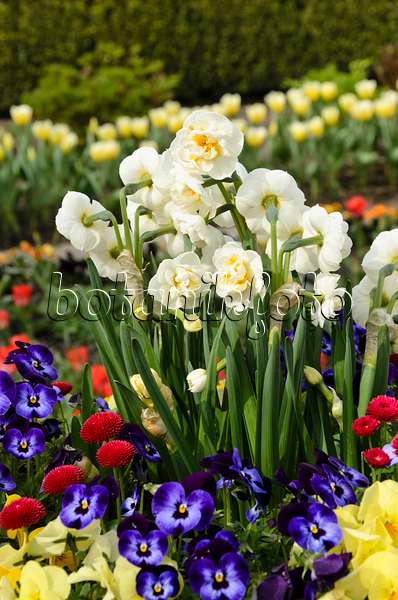 495083 - Narcisse à fleurs doubles (Narcissus Bridal Crown), pensée à corne (Viola cornuta) et pâquerette vivace (Bellis perennis)