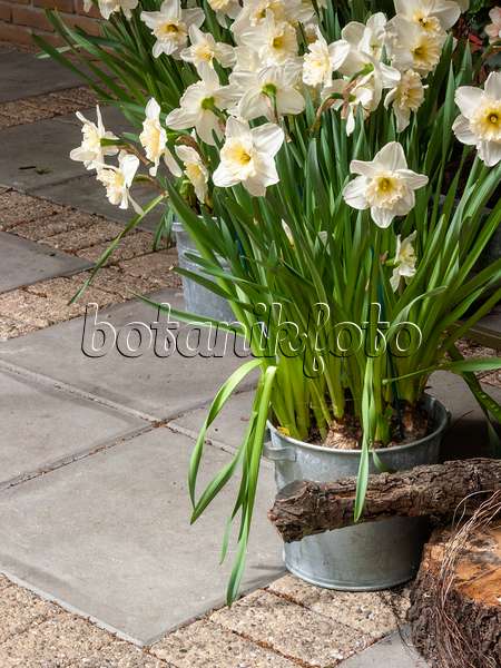 401061 - Narcisse à grande couronne (Narcissus Ice Follies)