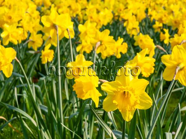 447047 - Narcisse jaune (Narcissus pseudonarcissus)