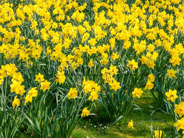 447063 - Narcisse jaune (Narcissus pseudonarcissus)