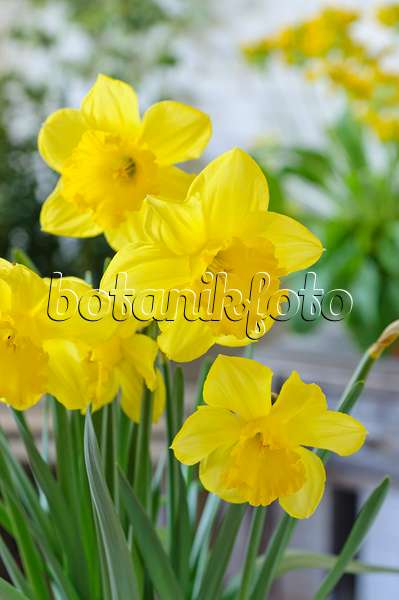 483252 - Narcisse jaune (Narcissus pseudonarcissus)