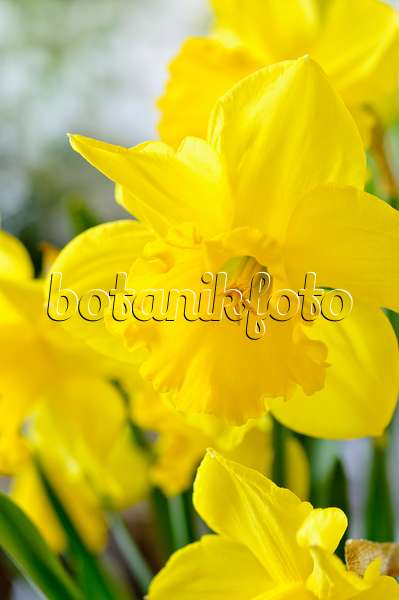 483253 - Narcisse jaune (Narcissus pseudonarcissus)