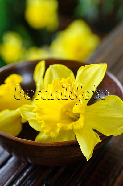 483289 - Narcisse jaune (Narcissus pseudonarcissus)