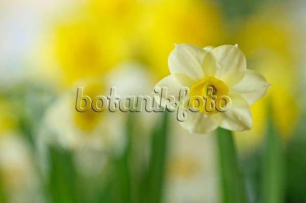 Images Narcisses - Images de plantes et de jardins - botanikfoto