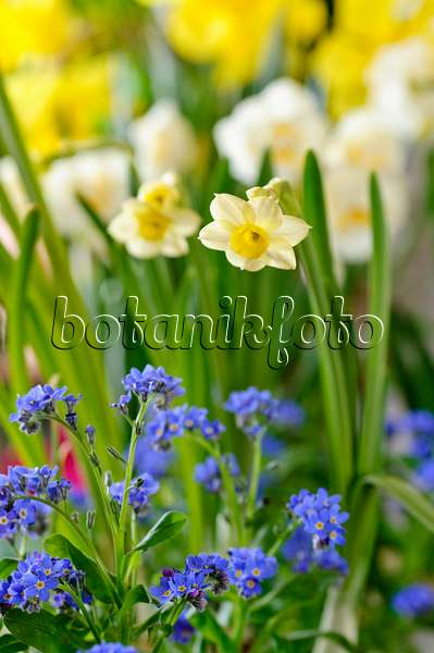 483261 - Narcisse nain (Narcissus Minnow) et Myosotis