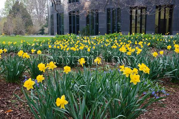 471092 - Narcisses jaunes (Narcissus pseudonarcissus) devant l'administration de la présidence fédérale, Berlin, Allemagne