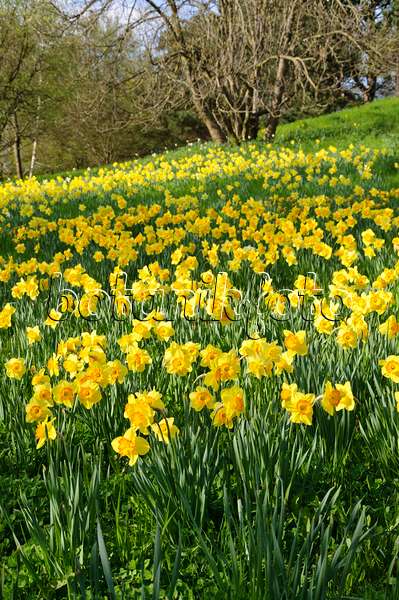 483242 - Narcisses jaunes (Narcissus pseudonarcissus)