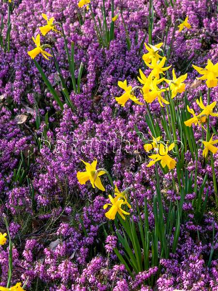 447016 - Narcisses (Narcissus) et bruyère des neiges (Erica carnea syn. Erica herbacea)