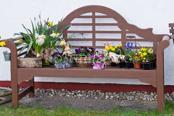 543016 - Narcisses (Narcissus), violettes (Viola), primevères (Primula) et Muscari dans des pots de fleurs sur un banc de jardin