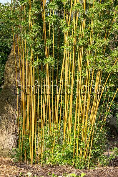 625378 - Narihira bamboo (Semiarundinaria fastuosa)