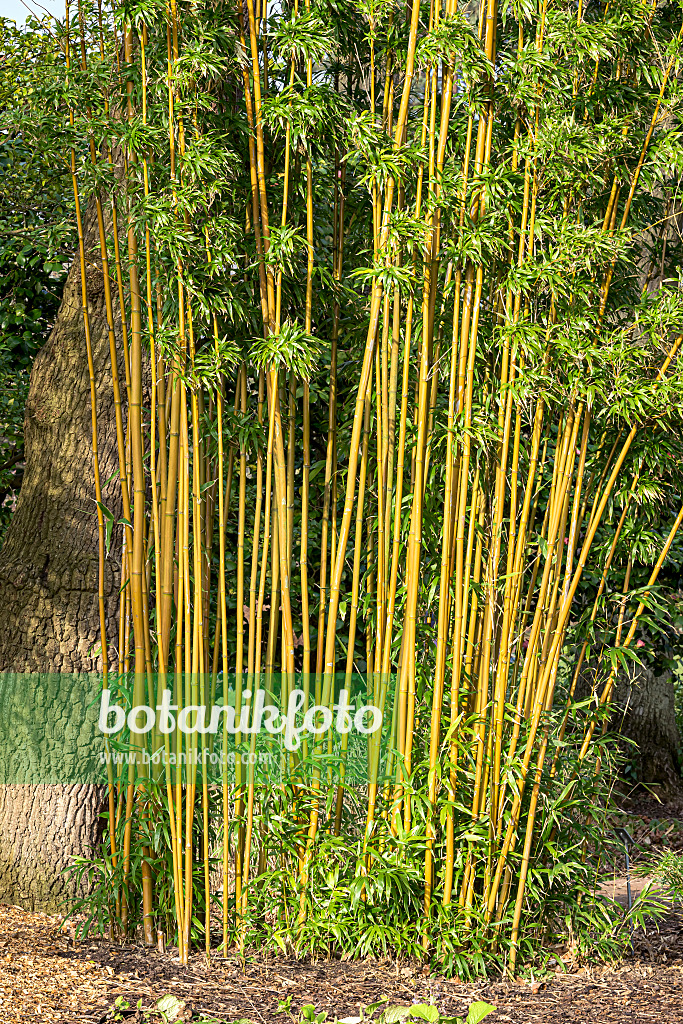 625378 - Narihira bamboo (Semiarundinaria fastuosa)