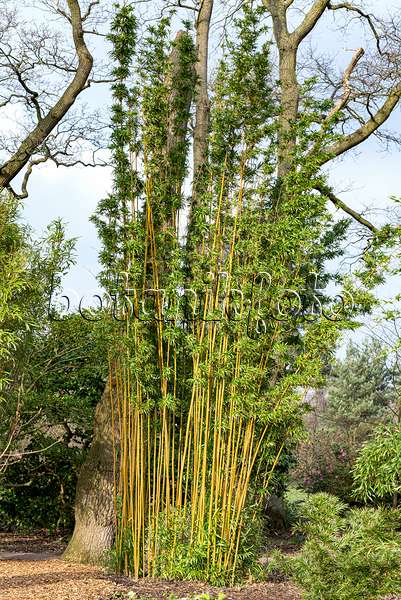 625379 - Narihira bamboo (Semiarundinaria fastuosa)