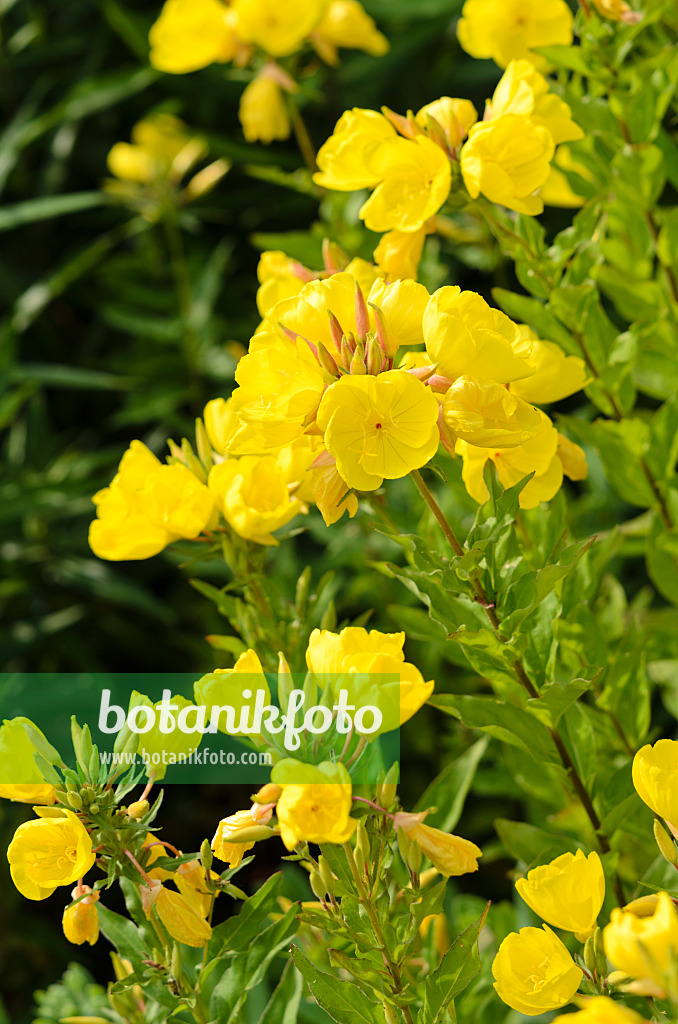 521143 - Narrow-leaved sundrops (Oenothera fruticosa 'Hohes Licht' syn. Oenothera tetragona 'Hohes Licht')