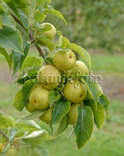 547262 - Nashi pear (Pyrus pyrifolia 'An Ben Pear')