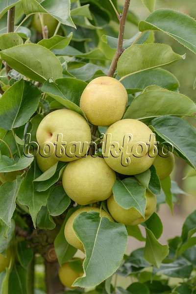 547263 - Nashi pear (Pyrus pyrifolia 'An Ben Pear')