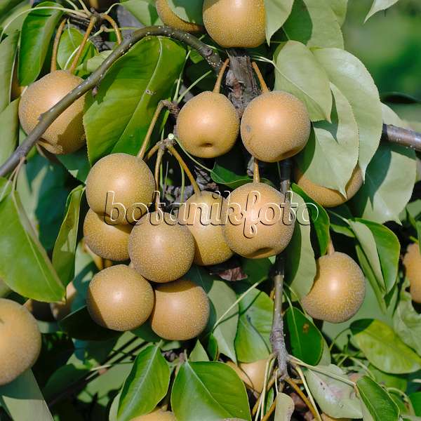 471453 - Nashi pear (Pyrus pyrifolia 'He Tu Pear')