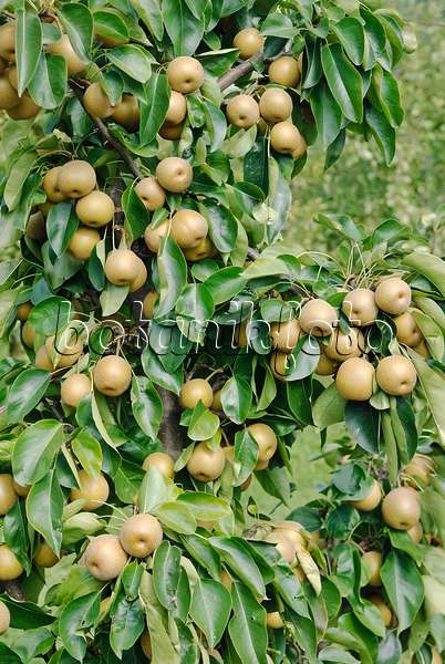 490116 - Nashi pear (Pyrus pyrifolia 'He Tu Pear')