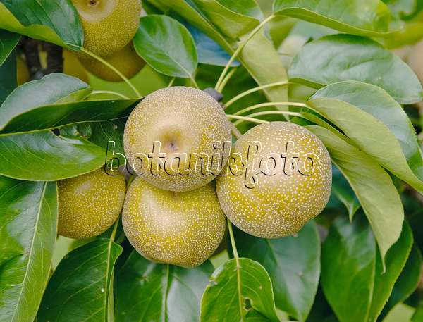 490117 - Nashi pear (Pyrus pyrifolia 'He Tu Pear')