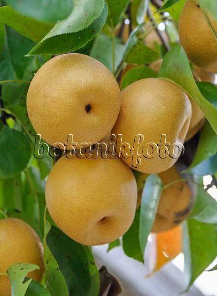 517368 - Nashi pear (Pyrus pyrifolia 'Hosui')