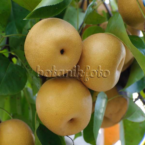 535375 - Nashi pear (Pyrus pyrifolia 'Hosui')