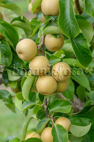 558201 - Nashi pear (Pyrus pyrifolia 'Hosui')