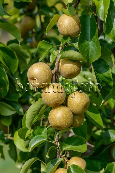 575296 - Nashi pear (Pyrus pyrifolia 'Hosui')