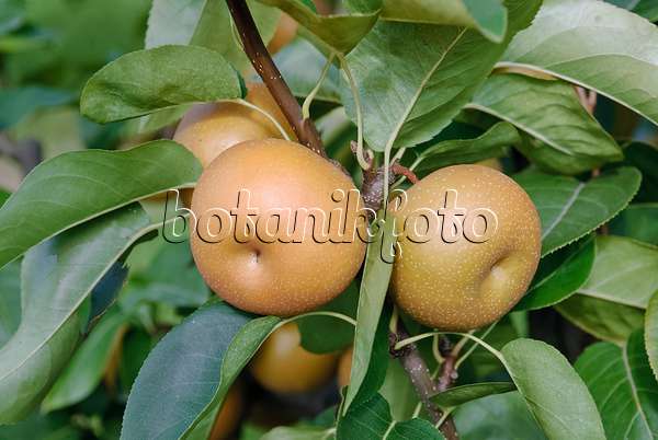490118 - Nashi pear (Pyrus pyrifolia 'Kil Tu Pear')