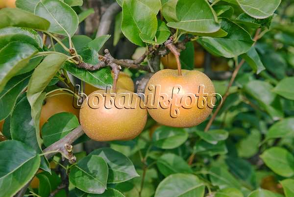 490119 - Nashi pear (Pyrus pyrifolia 'Kil Tu Pear')