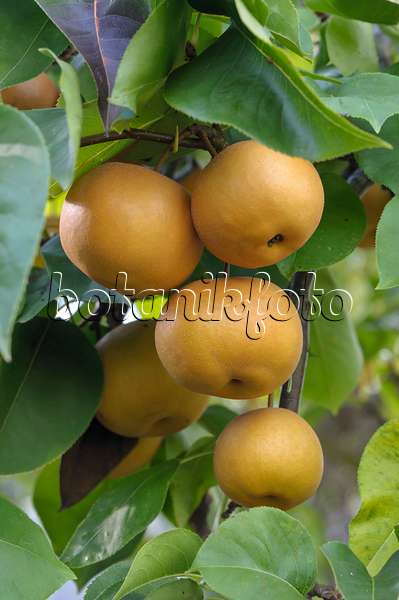 517369 - Nashi pear (Pyrus pyrifolia 'Kumoi')