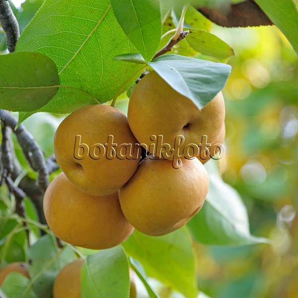 535376 - Nashi pear (Pyrus pyrifolia 'Kumoi')
