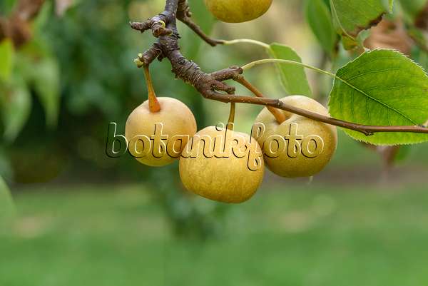 575298 - Nashi pear (Pyrus pyrifolia 'Shinseiki')