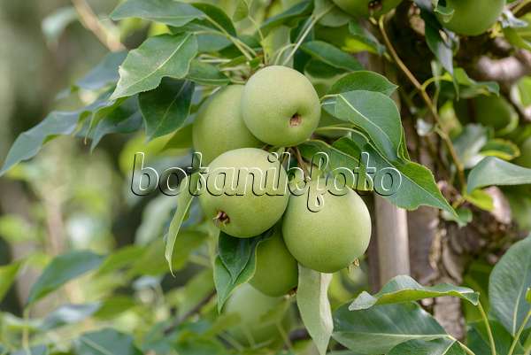 575299 - Nashi pear (Pyrus pyrifolia 'Sik Chon Early')