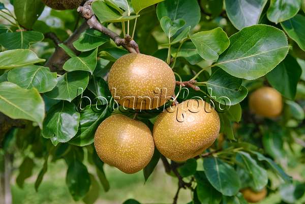 490121 - Nashi pear (Pyrus pyrifolia 'Sin Chon Pear')