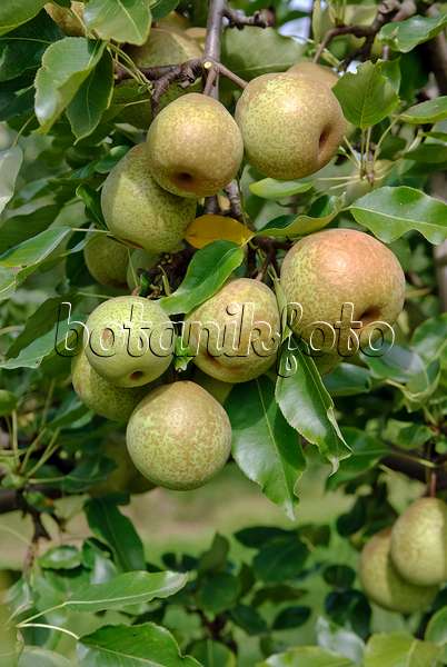 490124 - Nashi pear (Pyrus pyrifolia 'Wan Phyon Pear')