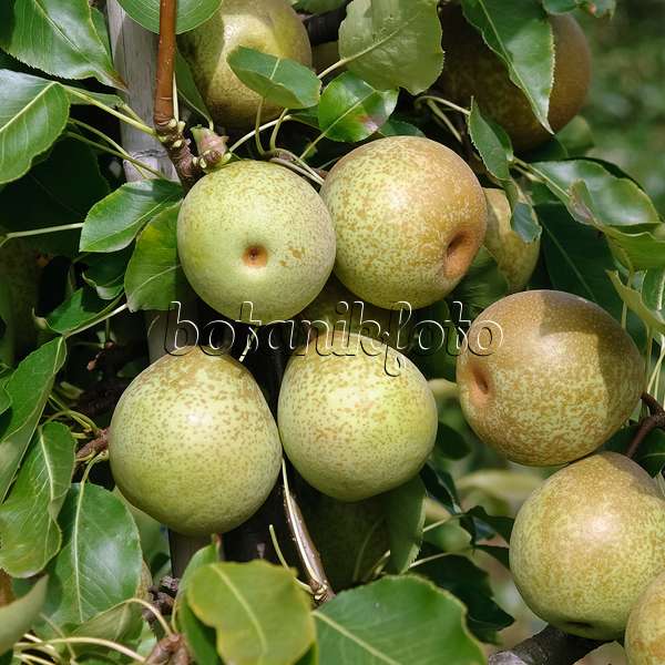 490125 - Nashi pear (Pyrus pyrifolia 'Wan Phyon Pear')
