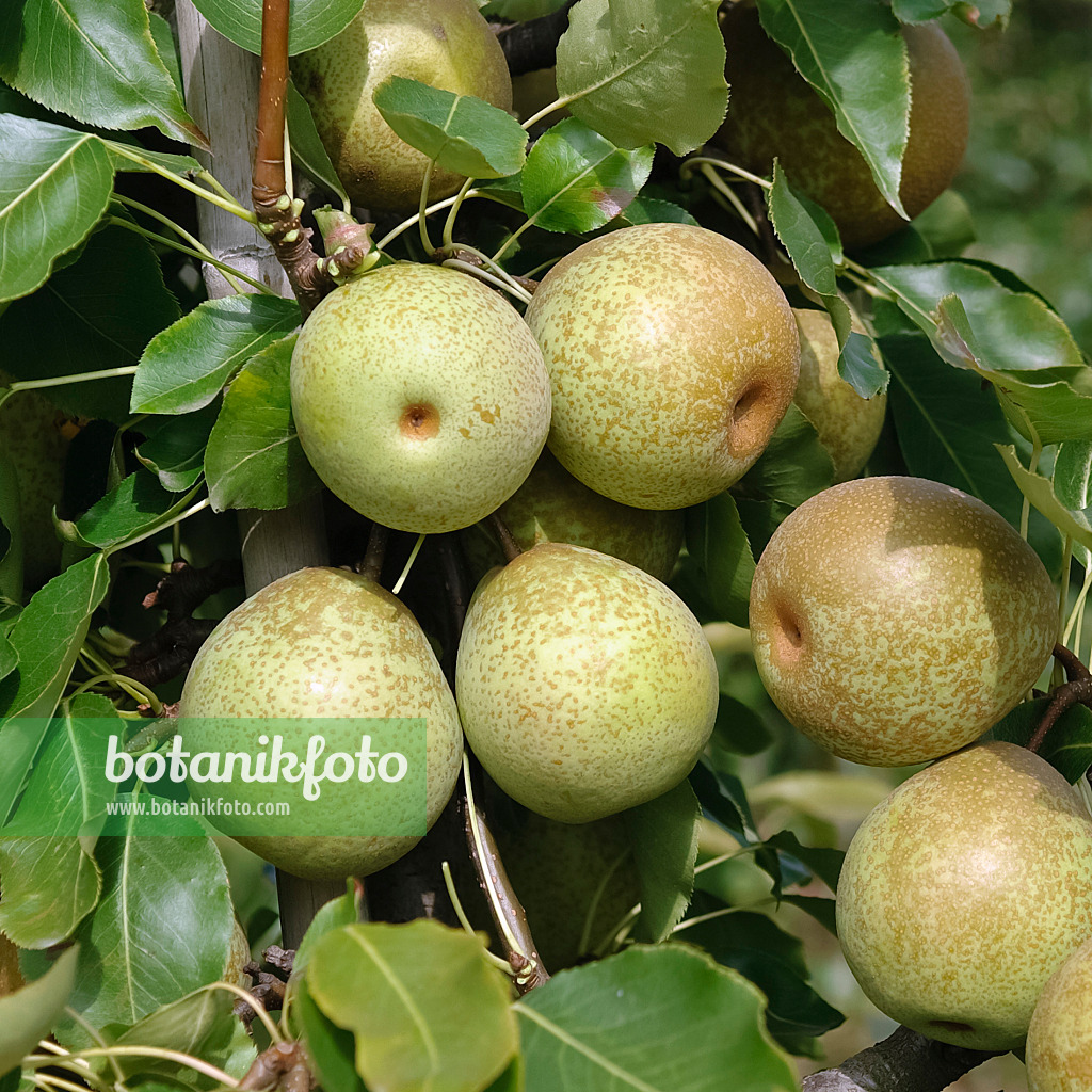 490125 - Nashi pear (Pyrus pyrifolia 'Wan Phyon Pear')