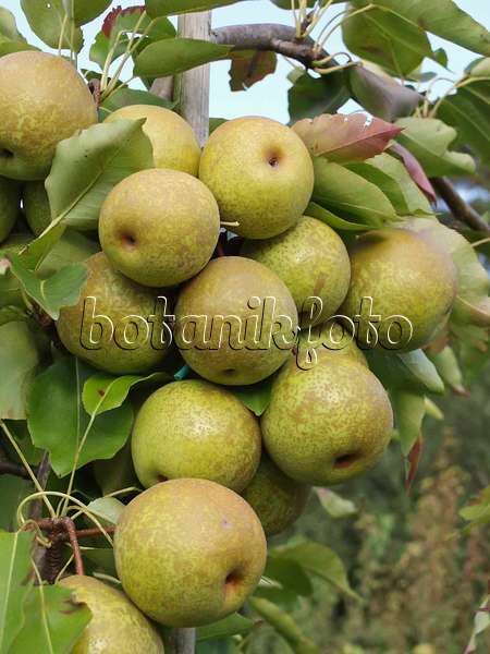 517371 - Nashi pear (Pyrus pyrifolia 'Wan Phyon Pear')