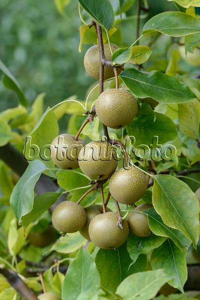 575300 - Nashi pear (Pyrus pyrifolia 'Syn Wy Tu')