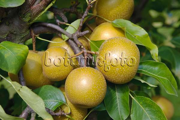 490123 - Nashi pear (Pyrus pyrifolia 'Syn Wy Tu Pear')