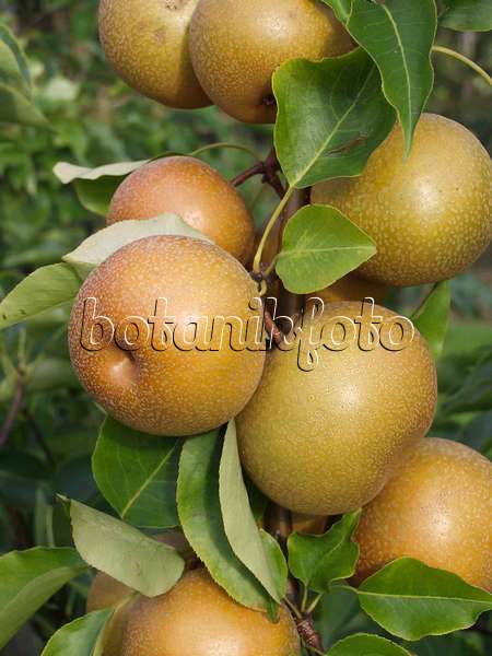 517370 - Nashi pear (Pyrus pyrifolia 'Syn Wy Tu Pear')