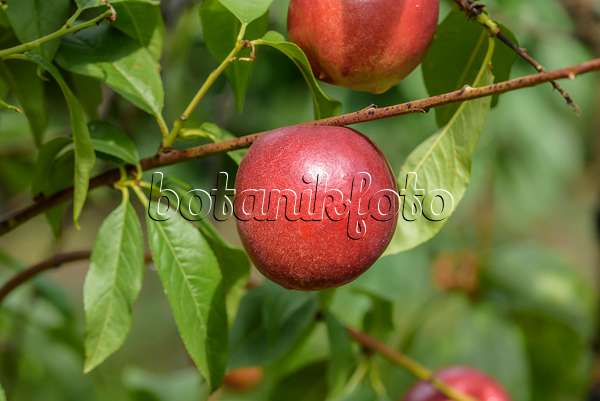 575275 - Nectarine (Prunus persica var. nucipersica 'Snow Queen')