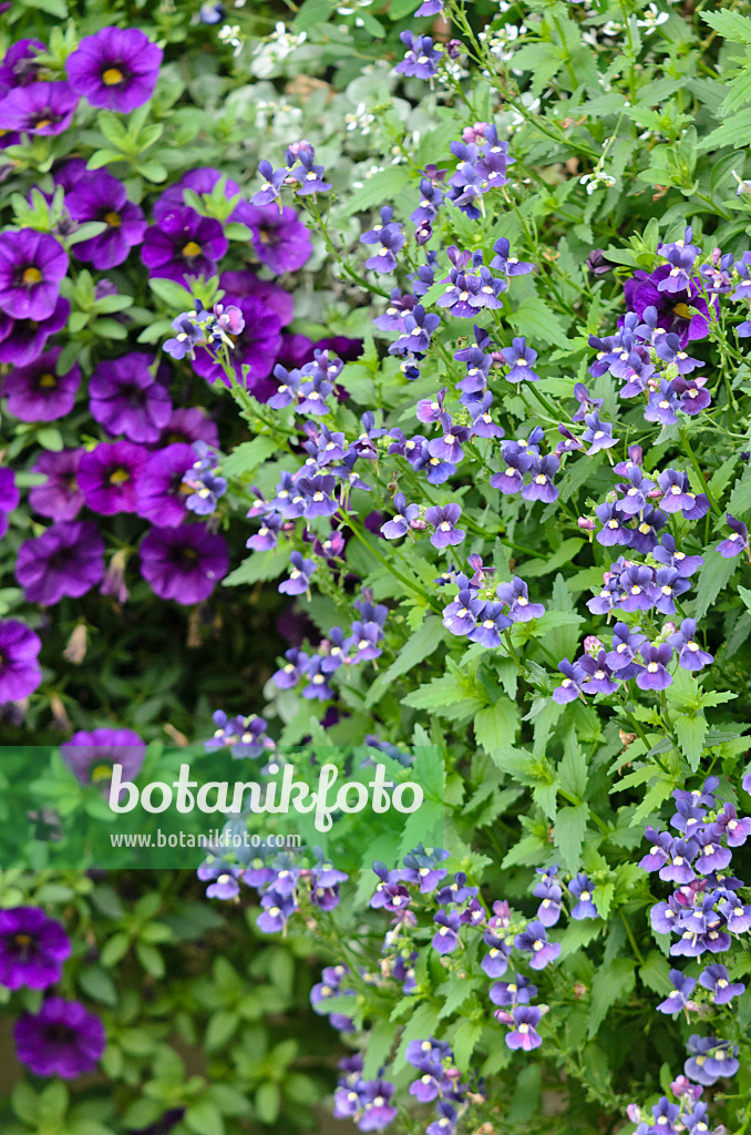 572070 - Nemesia Dark Blue and Calibrachoa Midnight Blue