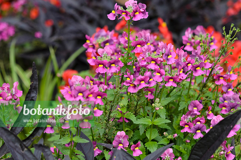 524048 - Nemesia Karoo Plum