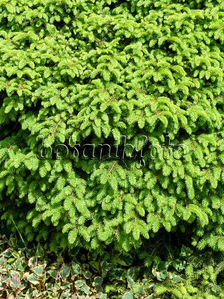 437432 - Nest spruce (Picea abies 'Nidiformis')