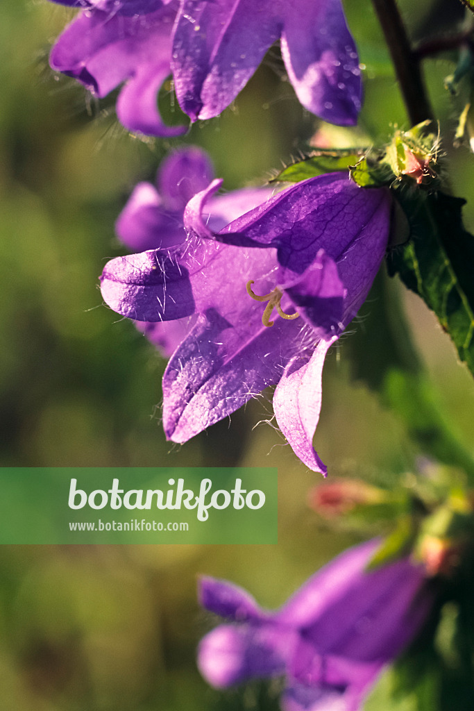 394004 - Nettle-leaved bellflower (Campanula trachelium)