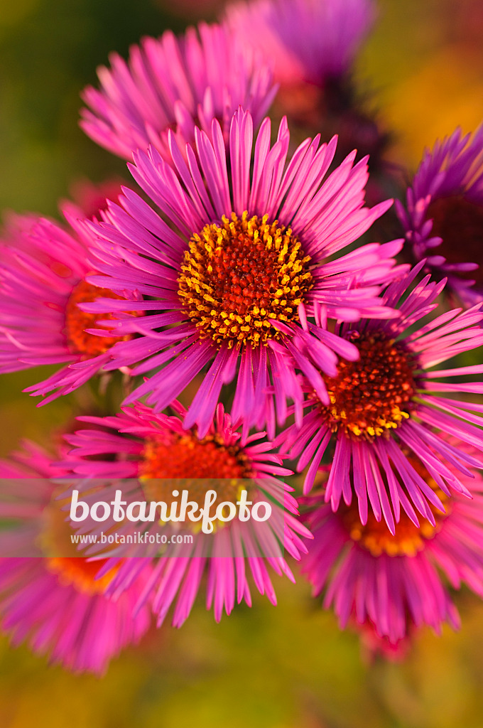 489152 - New England aster (Aster novae-angliae 'Rubinschatz')