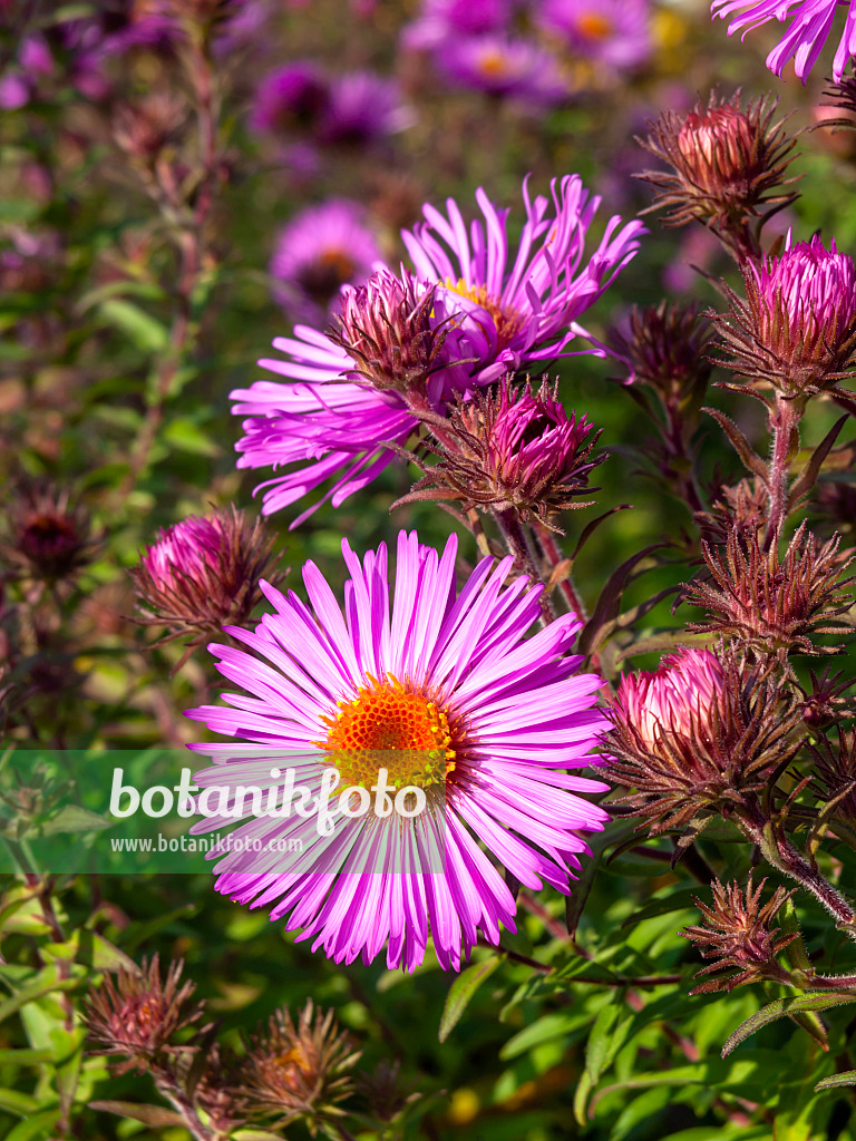 465129 - New England aster (Aster novae-angliae 'Abendsonne')